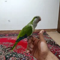 راهب کاملاً اهلی دستی