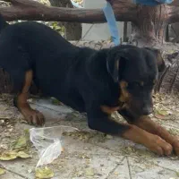 سگ روتوایلر