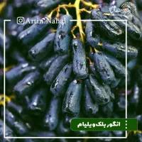 نهال انگور شناسنامه دار درجه یک|خدمات باغبانی و درختکاری|کاشان, فاز ۱ ناجی آباد|دیوار