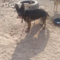 سگ ژرمن ماده دوساله آموزش دیده