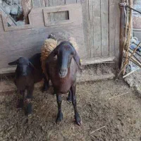 فروش ۸ راس گوسفند نر و ماده همو
