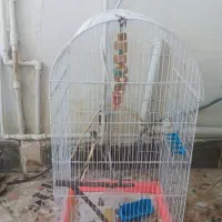 قفس پرنده بزرگ یک میلیون