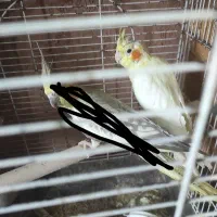 عروس لوتینو نر