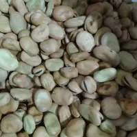 باقلا بذر برکت وهیستال درجه یک جهت کشت وخوراک