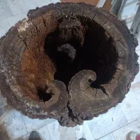 تنه درخت تزیینی