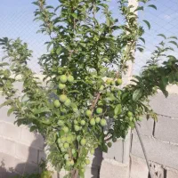 باغ ۸۰۰ متری|فروش خانه و ویلا|کبودرآهنگ, |دیوار