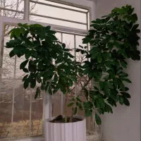 گل زیبا|گل و گیاه طبیعی|سنندج, |دیوار