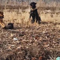 ماده دوبرمن وارداتی