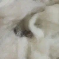 8 کیلو پشم گوسفند شسته شده