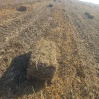 فروش کاه لوبیا کاه شالی|عمده‌فروشی|نکا, |دیوار