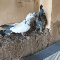 کبوتر طوقی.اصفانی‌.تهرونی.کله‌دم‌سیاه‌‌.کله‌زرد|پرنده|اصفهان, شاهزاده ابراهیم|دیوار