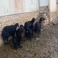 5عدد میش بره دارجوان قزل درجه یک