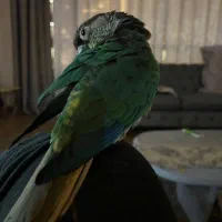 طوطی گرینچیک گمشده