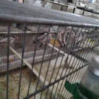 نرگسی شکلاتی مولد|پرنده|قم, آزادگان|دیوار