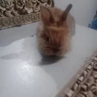 خرگوش     لوپ