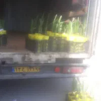 نخل مجول زعفرانی اصل|خدمات باغبانی و درختکاری|بشاگرد, |دیوار