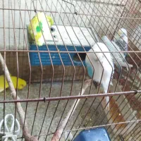 پرنده|پرنده|کوه چنار, |دیوار