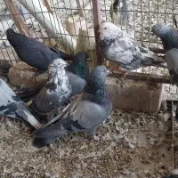 کبوتر اصفهانی|پرنده|خمینیشهر, |دیوار