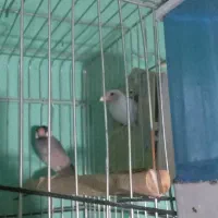 یک جفت فنچ بلبلی معاوظه با مرغ. عشق