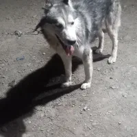 سگ آسکی و سگ افغان