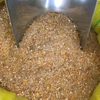 دان مرغ تخم گذار