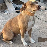 پیتبول ماده آماده|سگ|شیراز, گویم|دیوار