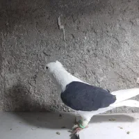 کبوتر|پرنده|تربت جام, والفجر|دیوار