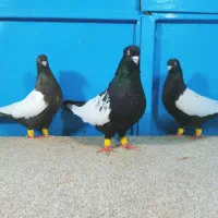 کبوتر سینه ای