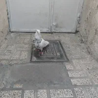 کفتر طوقی نر