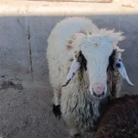 بره نر و ماده|حیوانات مزرعه|مرودشت, محمد آباد|دیوار