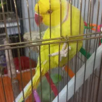 طوطی ملنگو رنگ خاص. قیمت بیست‌وپنج میلیون|پرنده|کاشمر, |دیوار