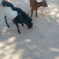 کهره|حیوانات مزرعه|اهرم, |دیوار