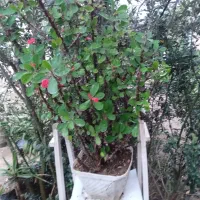 فروش انواع گل سانسوریاویوکا|گل و گیاه طبیعی|رشت, آب و برق|دیوار