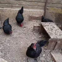 فروش مرغ خروس قربانی ارسال فوری تهران|حیوانات مزرعه|تهران, کن|دیوار