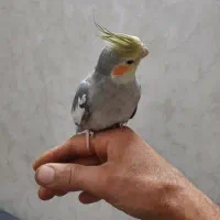 دو عدد عروس هلندی دستی نر سخنگو  ۶ ماهه