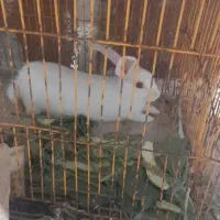 خرگوش چشم قرمز