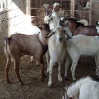 کهره بره و برداشتی سومال