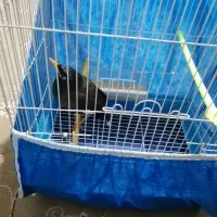 جوجه مینا 5ماهه|پرنده|شاهینشهر, شهرک ردانی پور|دیوار