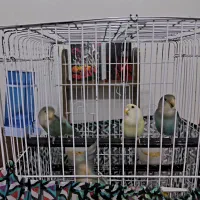 ۳ تا طوطی برزیلی رنگ خاص|پرنده|چمران, |دیوار