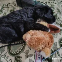 سگ شیتزو کراس|سگ|زاهدان, |دیوار