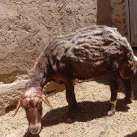 بره