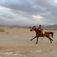 اسب کورسی|اسب و تجهیزات اسب‌سواری|کهنوج, |دیوار