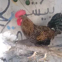 خروس|حیوانات مزرعه|کازرون, |دیوار