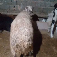 قوچ می رازی جوان|حیوانات مزرعه|هرسین, |دیوار