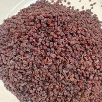 فروش کشمش بی دانه