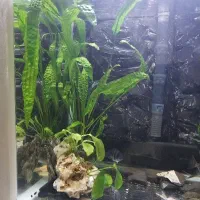 گیاه اکواریوم|ماهی|تنکابن, |دیوار