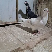 سده هفرنگ و پلنگ