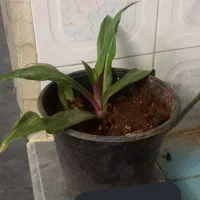 گلهای طبیعی|گل و گیاه طبیعی|میانه, |دیوار