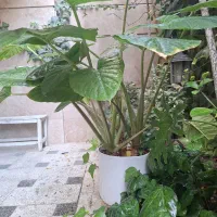 گل باباآدم زیبا و سرحال
