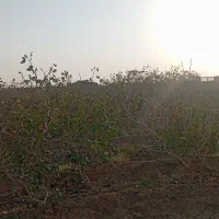 فروش فوری، فو ری باغ پسته هم سیاهت هم درآمد|فروش زمین و ملک کلنگی|رشتخوار, |دیوار